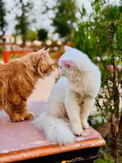 Persian cats for sale