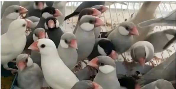 Silver Java 12 Pairs