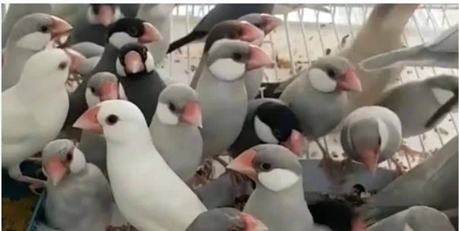 Silver Java 12 Pairs 0