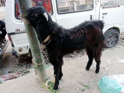 breeder  best for Qurbani 2026