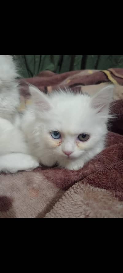 urgently sale 2 Persian  cats