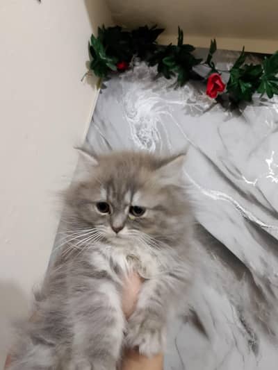 very high quality bread and very high ferur 