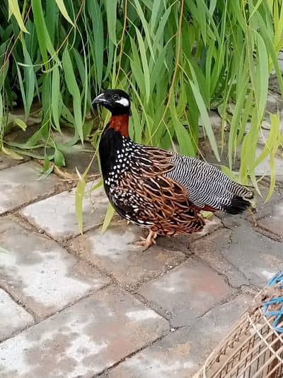 black teetar available Sindhi nasl