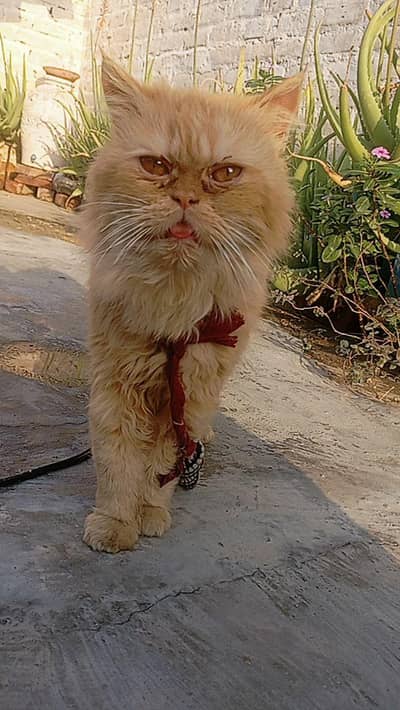 Sham 5 baje Ke bad rabhta Kar sakhte ha