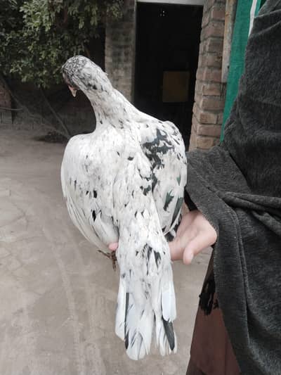 aseel murgi for sale