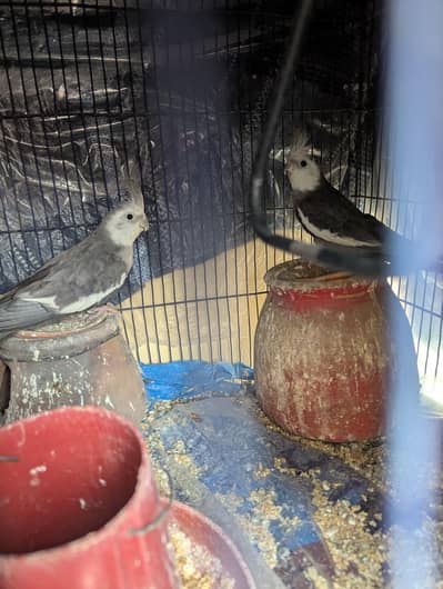 Cockatiel cage for sale