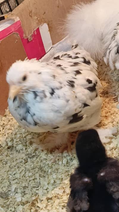 Bentom chicks available