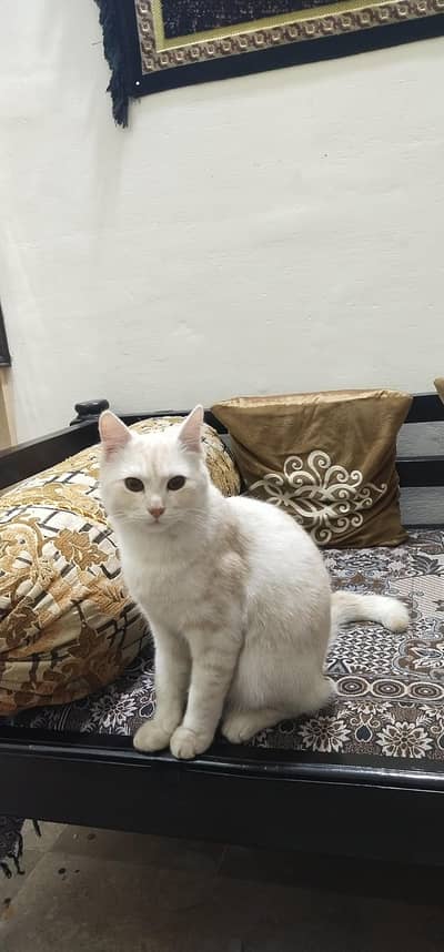 Russian and Persian cats for sale
