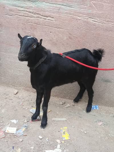 Black Tedda Breeder White Eyes 10 Months