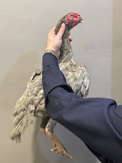 pure shamo females for sale top quality sleti