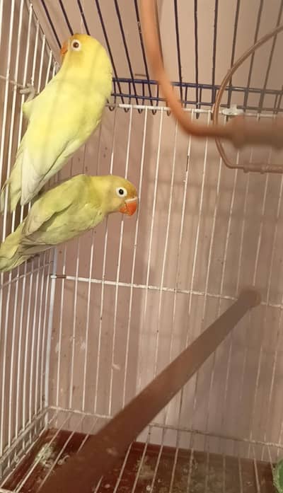 Creamino lovebird breeder pair , budgies matki and breeding box, cages
