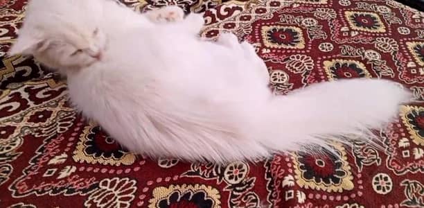 Persian cat on heat for sale