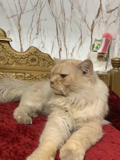 triple coated Persian cat