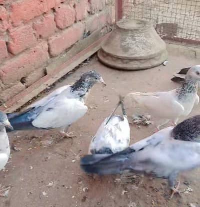 Home bareed bachy haa