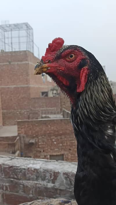 Pure110% Quality shamo king breader