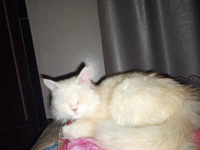 Persian cat for sale