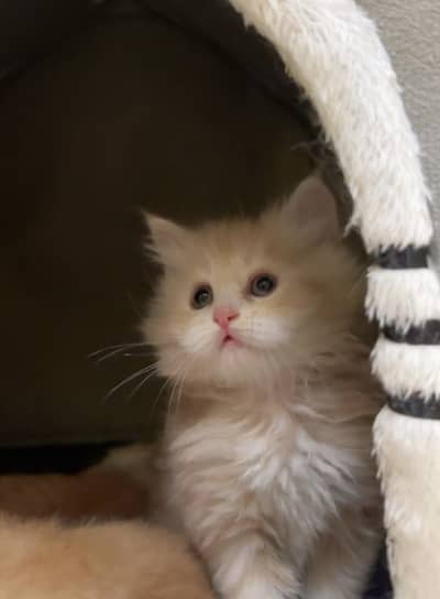 Pure Persian Kitten Female