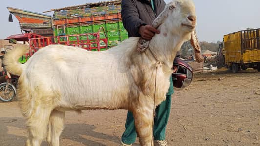 for sale Gujranwala 03127126662