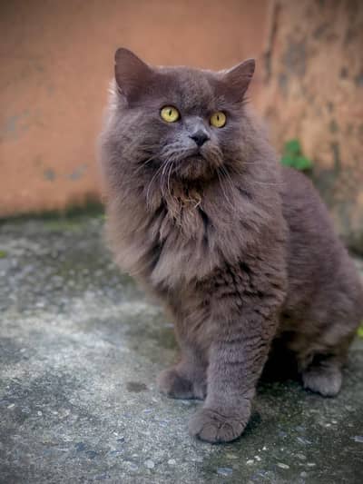 Triple coated cats pure in browns dangerous looking eyes 