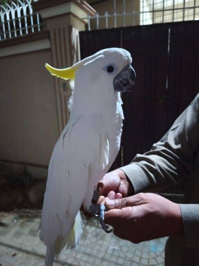 Titron Cockatoo