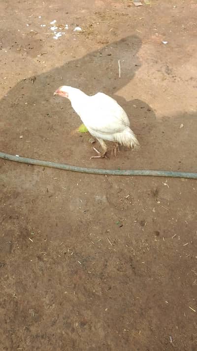 boht hi pyri nasal hai