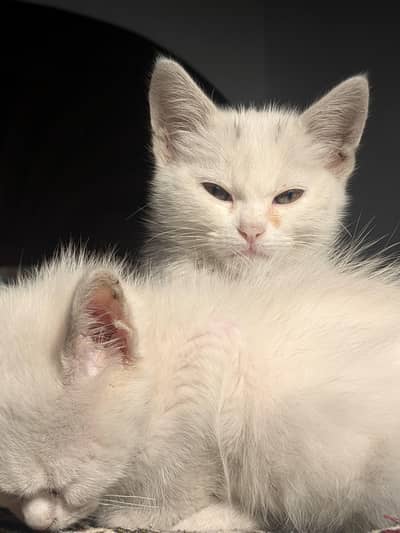 pair Persian cats 2 month k honey waley