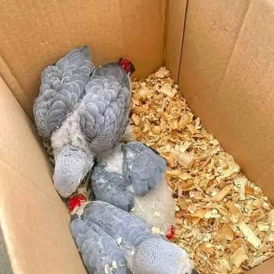 African gray paroot chicks