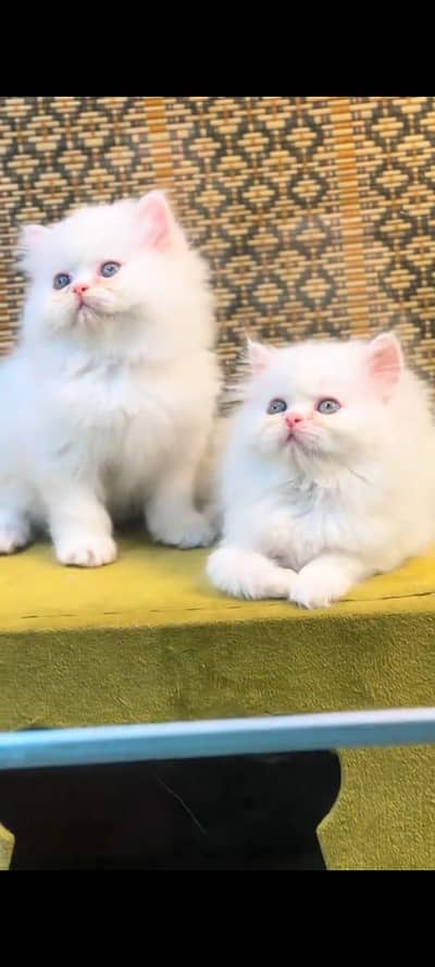 Punch face kitten for sale   WhatsApp, 03126762031