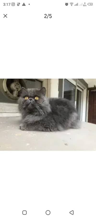 stud service/ mating Iqbal town 3thousand only