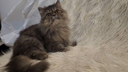 stud male for mating only