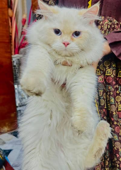 Persian male cat