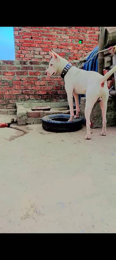 kohati gultair male for crossing