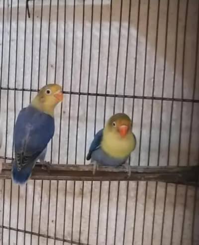 for sale chowk kumharanwala final RS. 2000