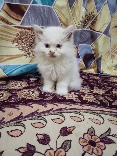 Persian Blue Eyes Male Kitten, Personal Home Kitten