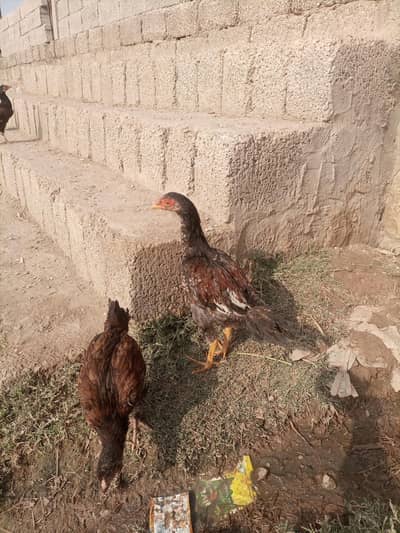 Aseel Chicks Pair
