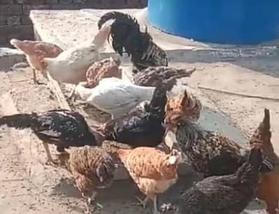 golden misri murghiyan fo sale 03224968567