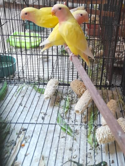 love birds red eyes for sale multan Block V Rs. 2200