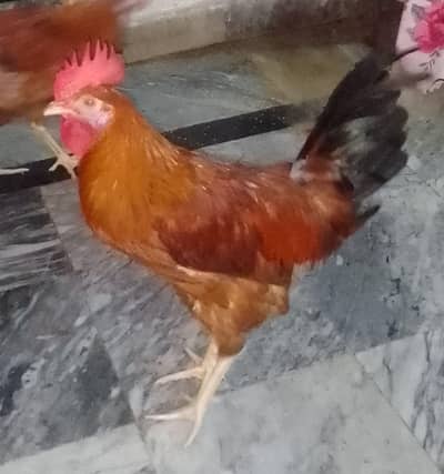 Golden Misri male | Murga | گولڈن مصری | Desi Hens | rooster