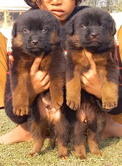 German Shepherd puppies for sale