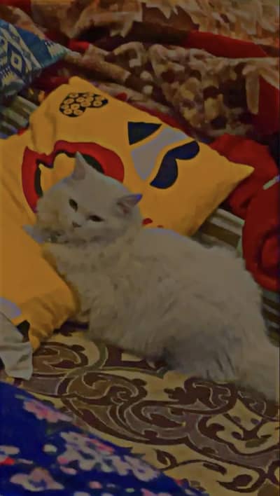 Cat for sale healthy