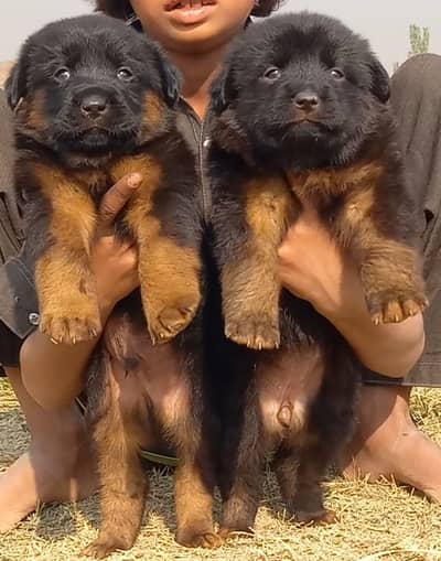 German Shepherd puppies for sale