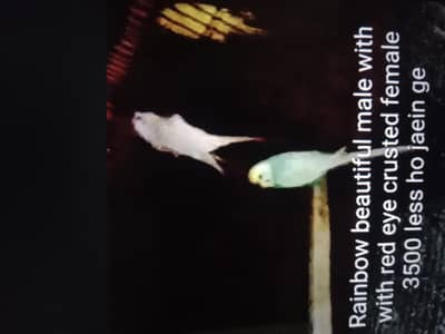 Rainbow ,hogoramo, crusted,fellow tcb budgie , Eno , emerald cockatiel