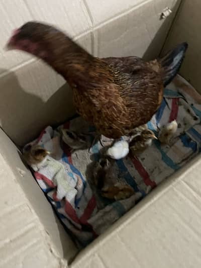 Aseel hen with 8 chicks for sale cargo avl