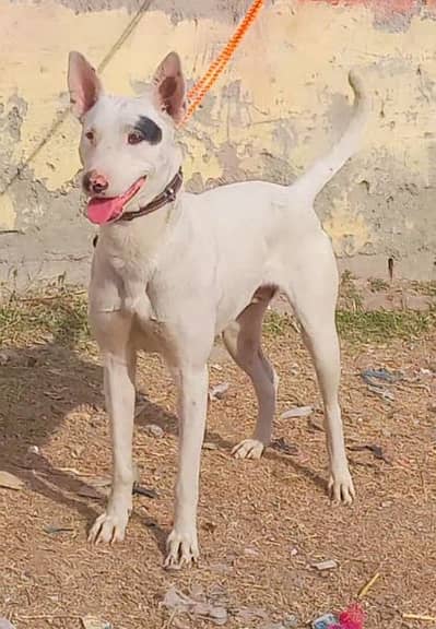 pure kuhati gultair female pink nose blue eyes healthy and active