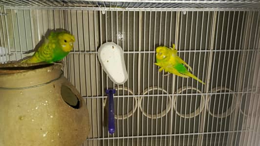 Hogoromo Breeder Pair