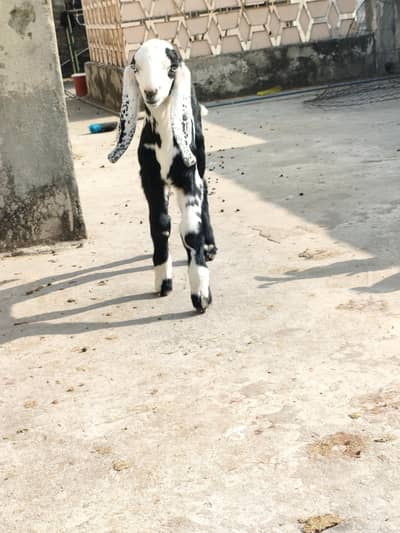 beetal bakri male kid  0315.58. 1,3,308