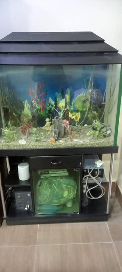fish aquarium