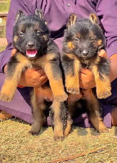 German Shepherd double coat pair  2 months for sale