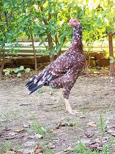 Pure Aseel Cheeni Female