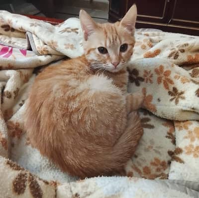 kittens for adoption